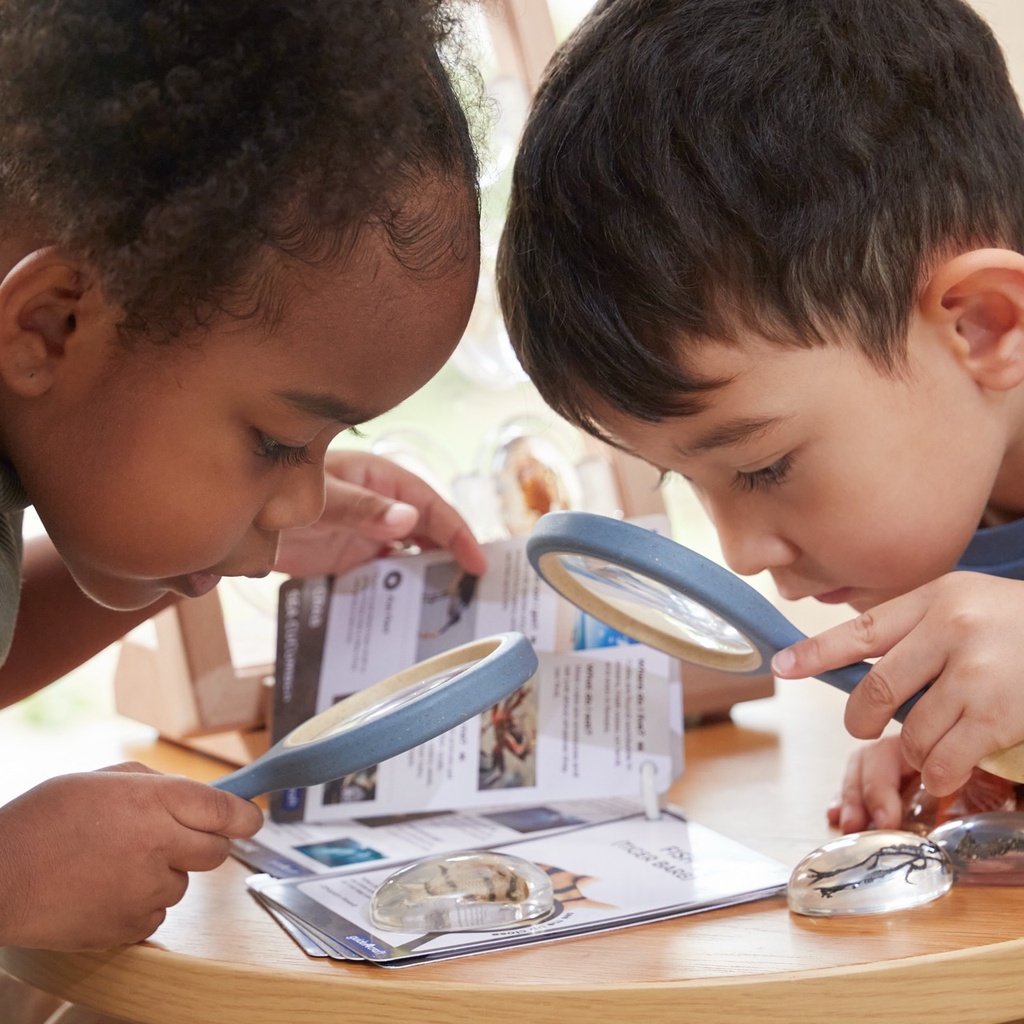 Display für Acryltiere