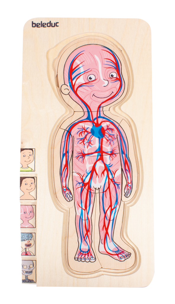Lagen-Puzzle "Dein Körper Junge"