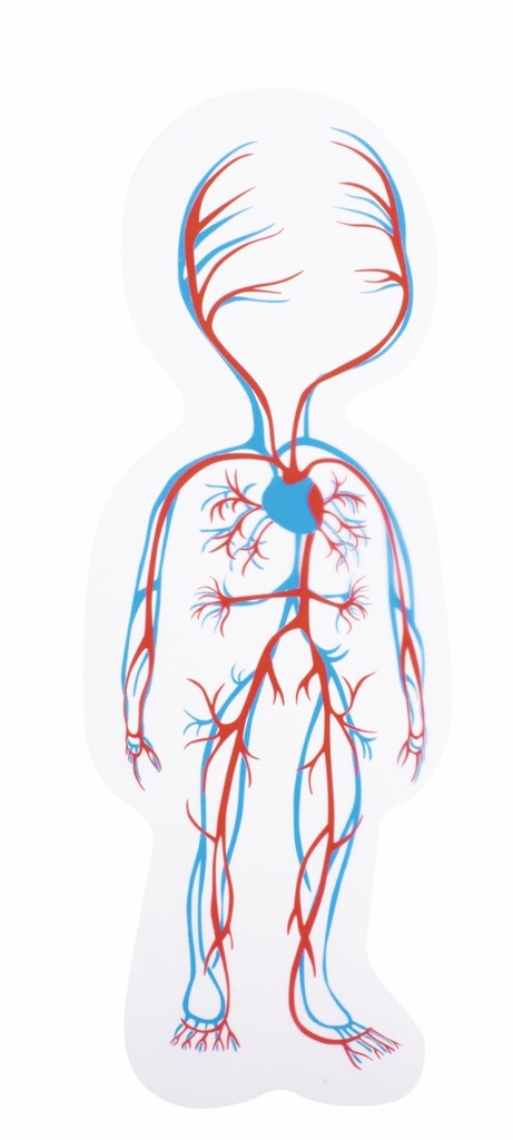 Lagen-Puzzle "Dein Körper Mädchen"