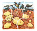 Lagen-Puzzle "Kartoffel"