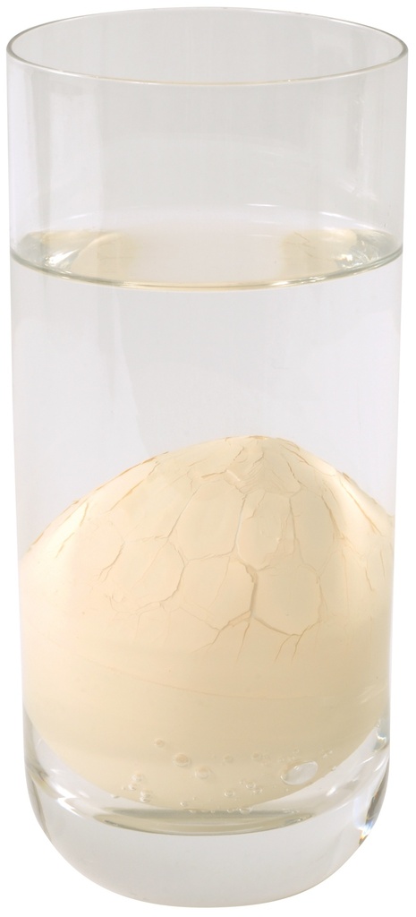 Schlüpfende Dinosaurier